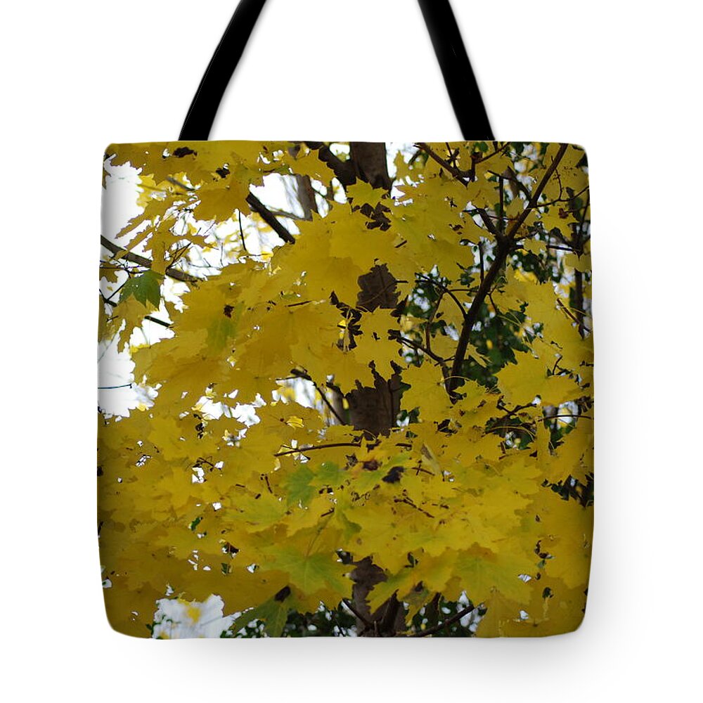  Tote Bag featuring the photograph Autumn Transition 192 by Ee Photography