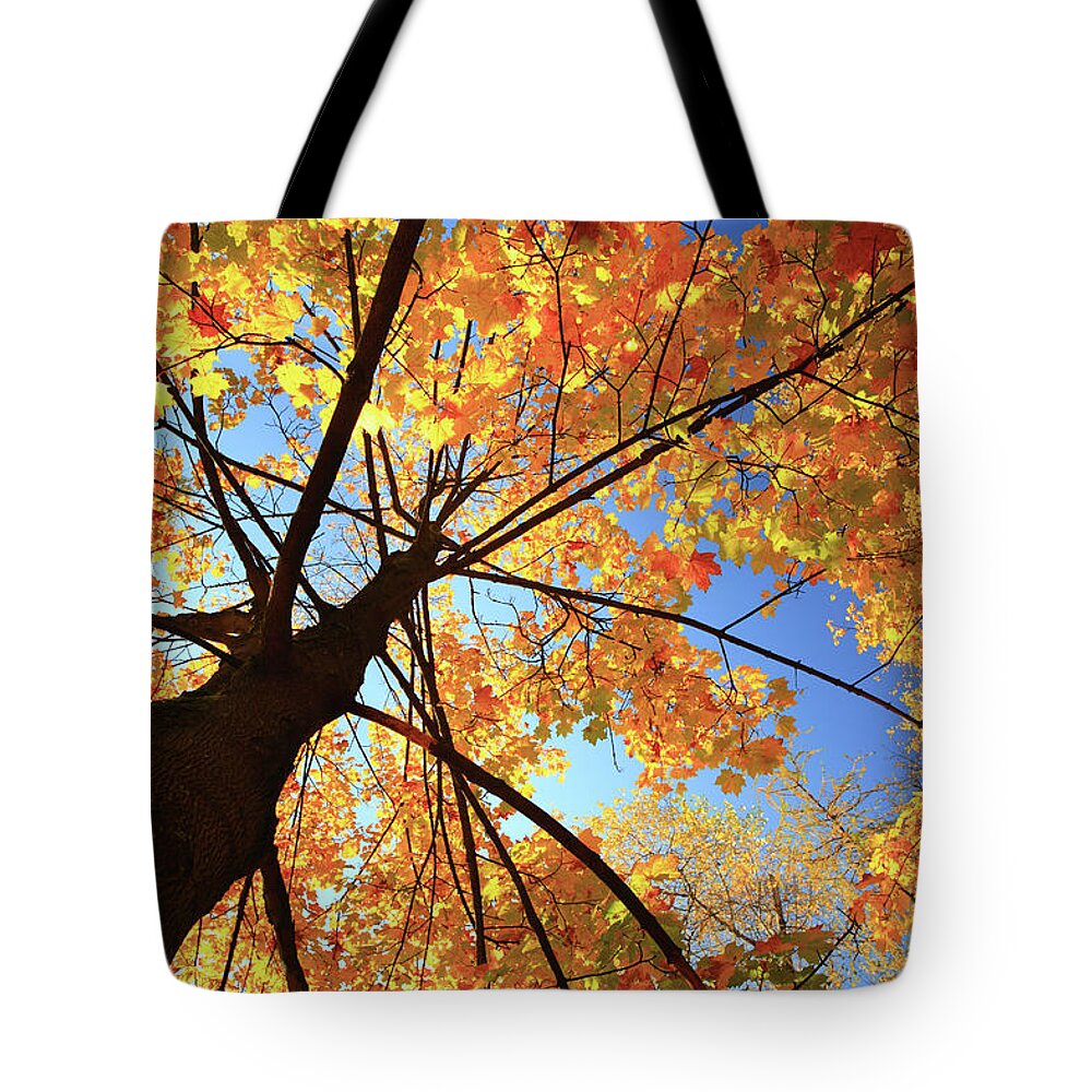 Orange Color Tote Bag featuring the photograph Autumn Tree - Fall Leaves by Konradlew
