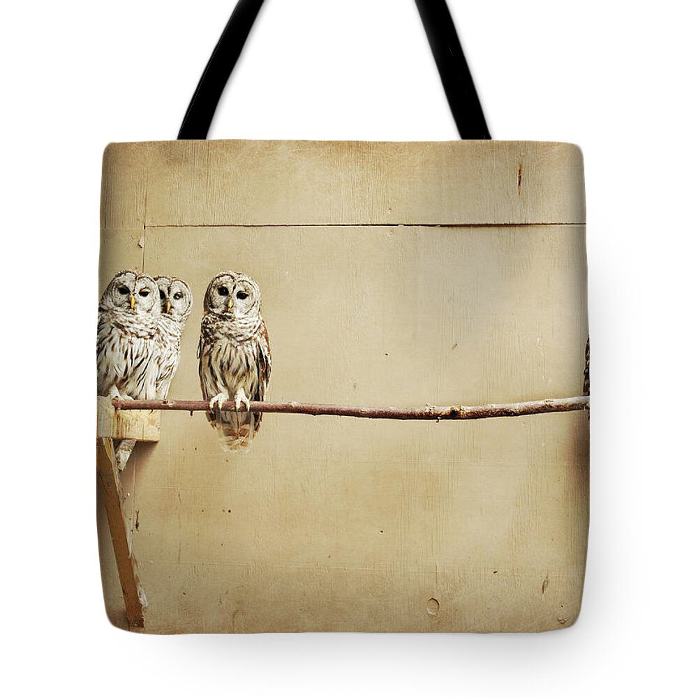 Scranton Tote Bag featuring the photograph Baby Barred Owls by Tara Reifenheiser