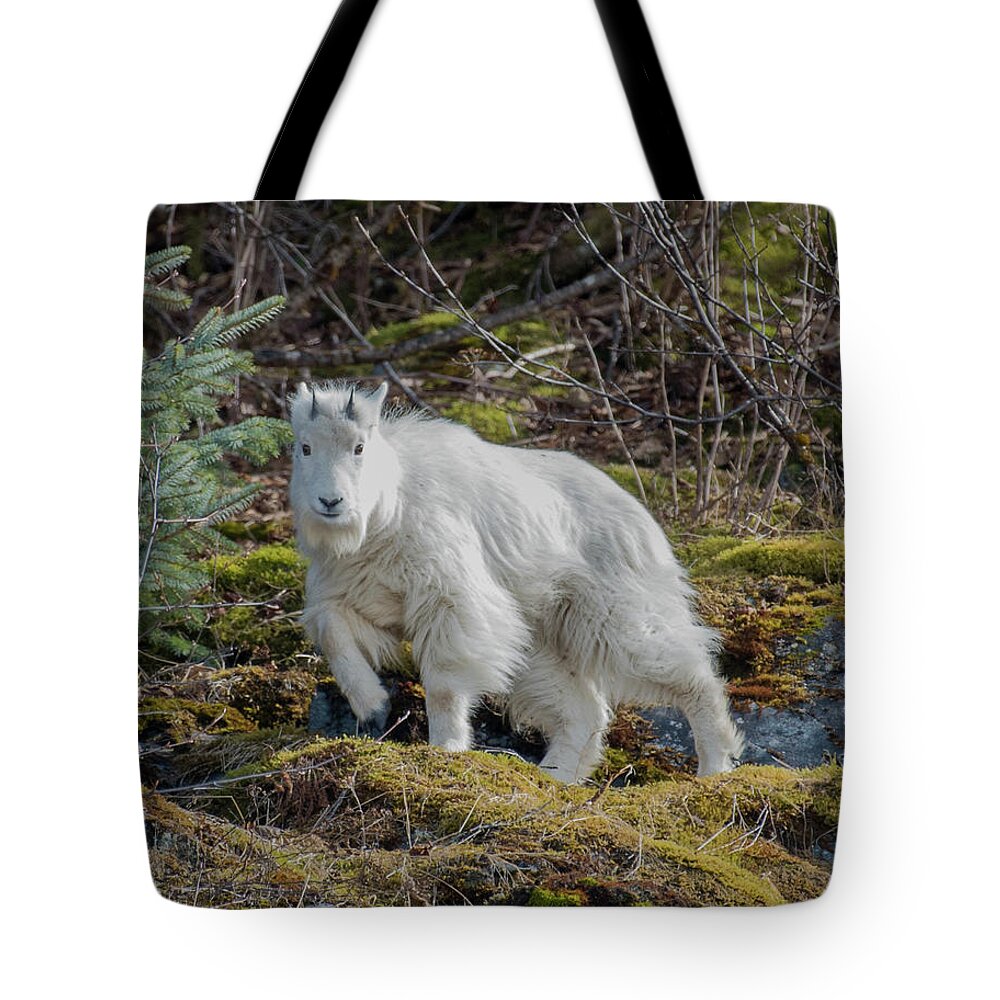 Mountain Goat Tote Bag featuring the photograph baby Goat by David Kirby