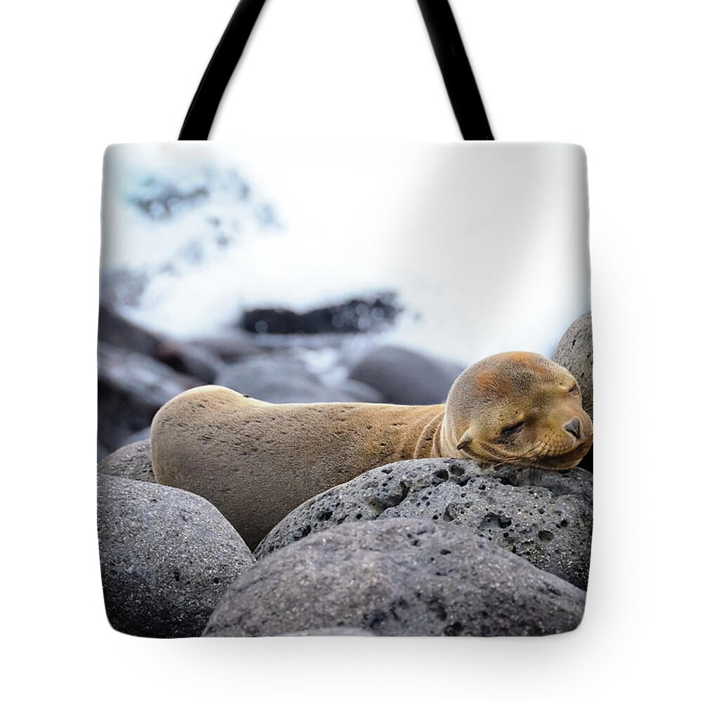 Sea Lion Tote Bag featuring the photograph Baby Sea Lion Sleeping On The Rocks by Volanthevist