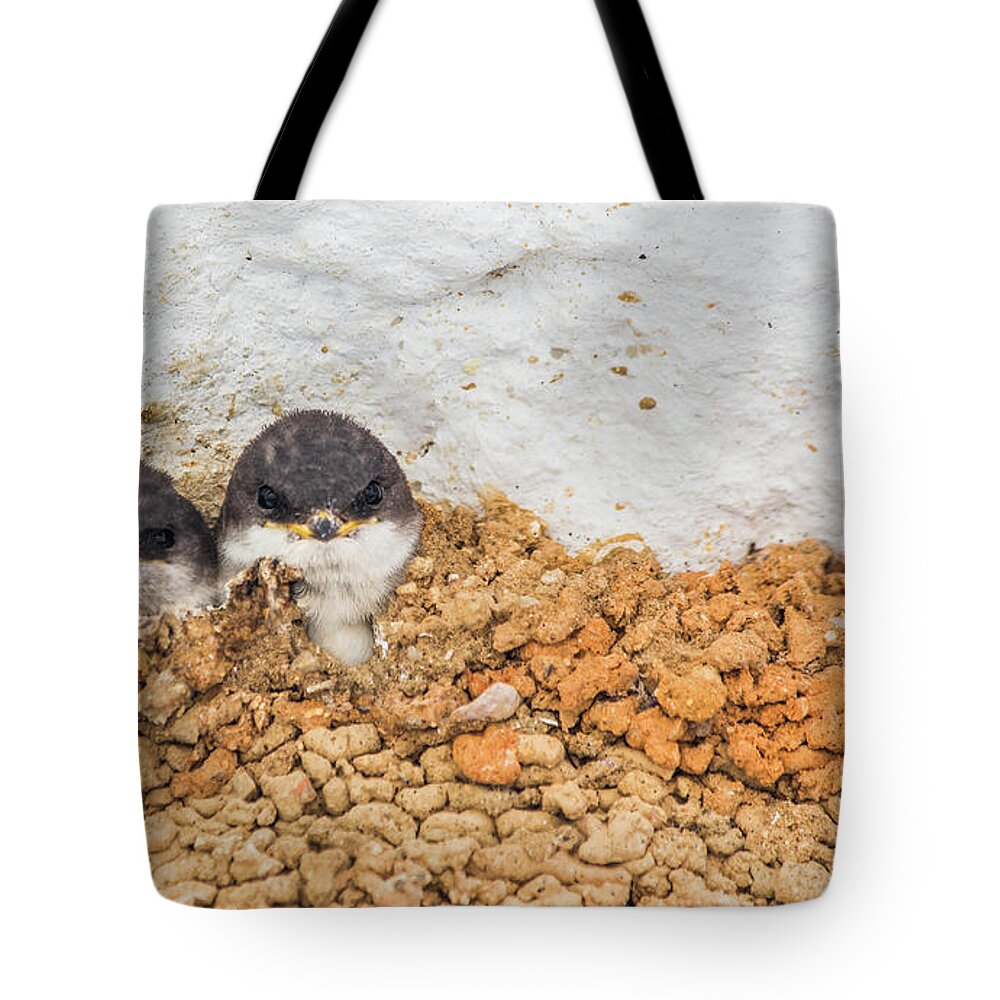 Swallows Tote Bag featuring the photograph Baby Swallows in Nest by Lauri Novak