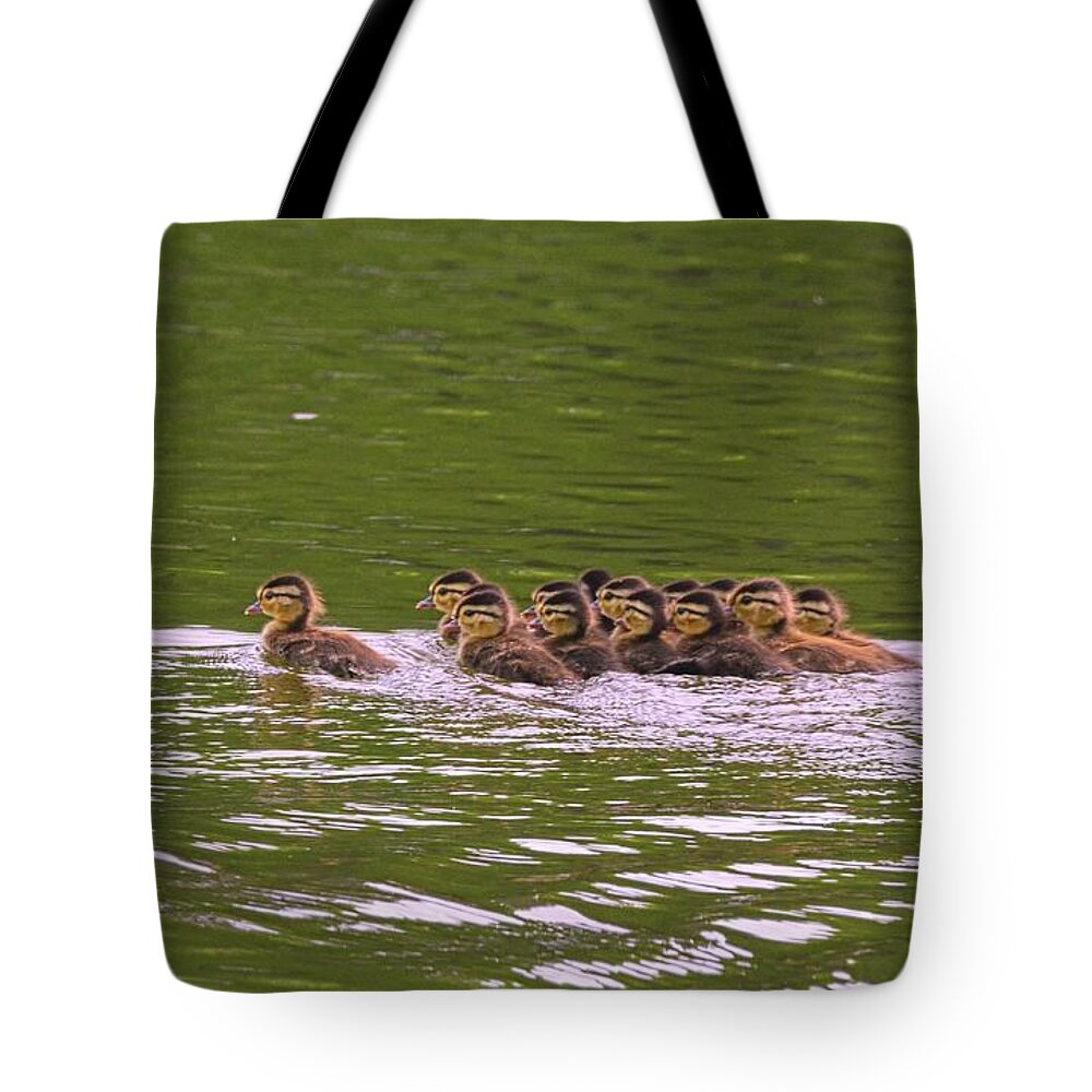 Baby Wood Ducks Tote Bag featuring the photograph Baby Wood Ducks by Lisa Wooten