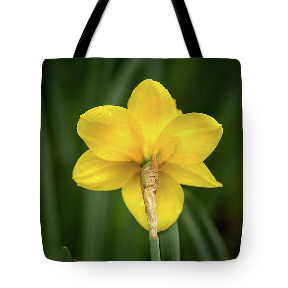 Flower Tote Bag featuring the photograph Back of Daffodil by Don Johnson