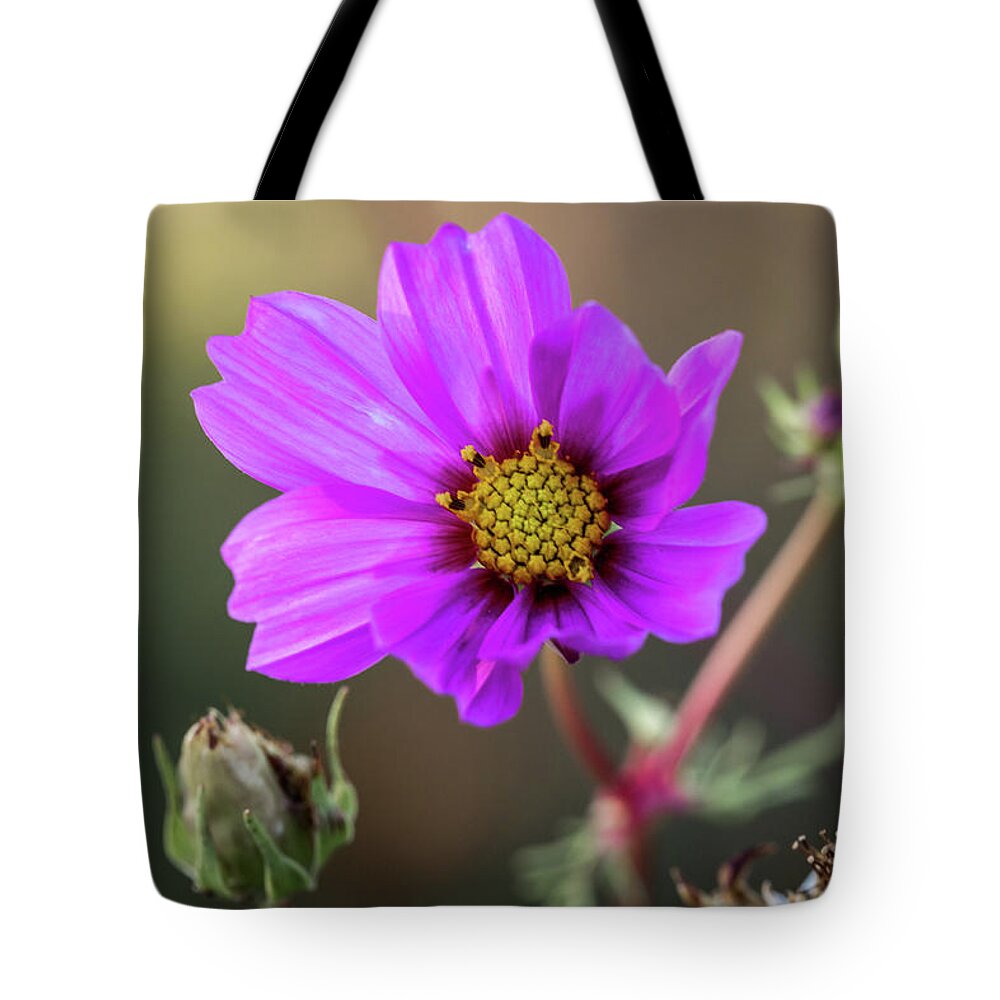 Flower Tote Bag featuring the photograph Backlit Flower by Aaron Burrows
