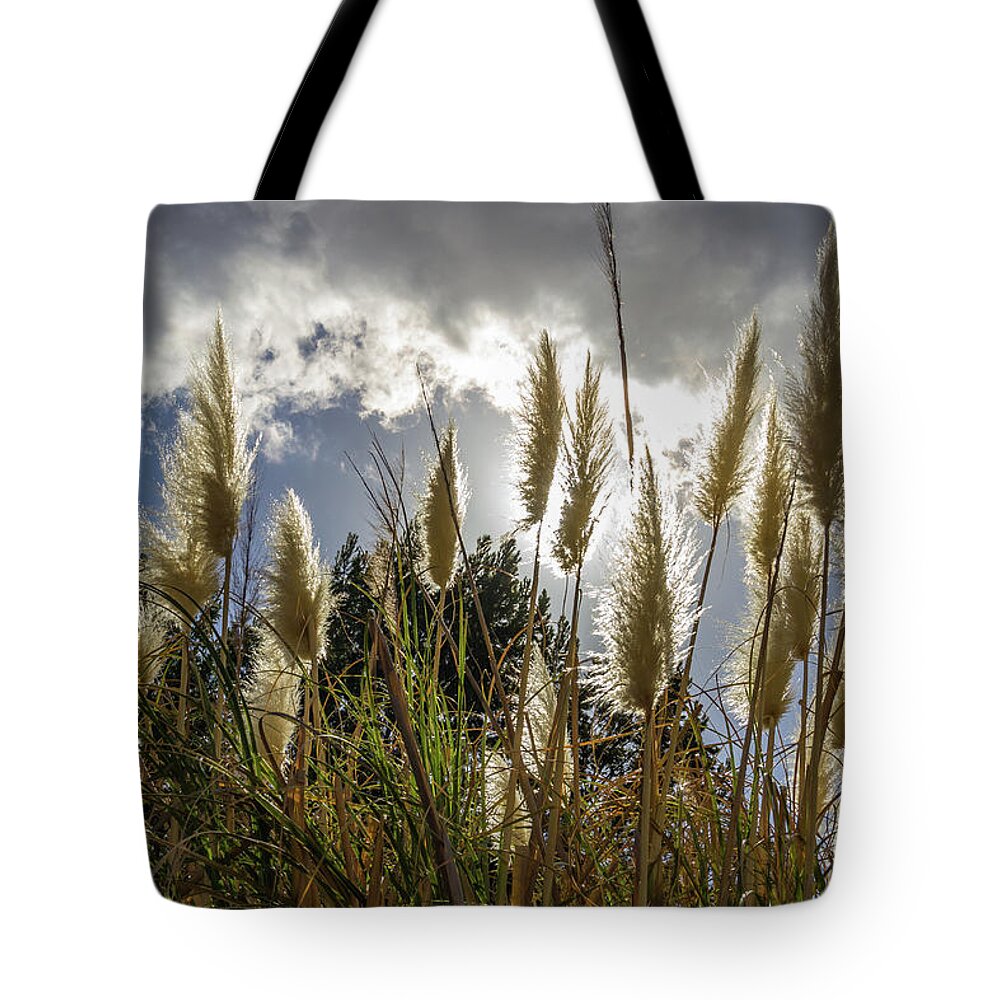 Culver City Tote Bag featuring the photograph Backlit Pampas Grass by Roslyn Wilkins