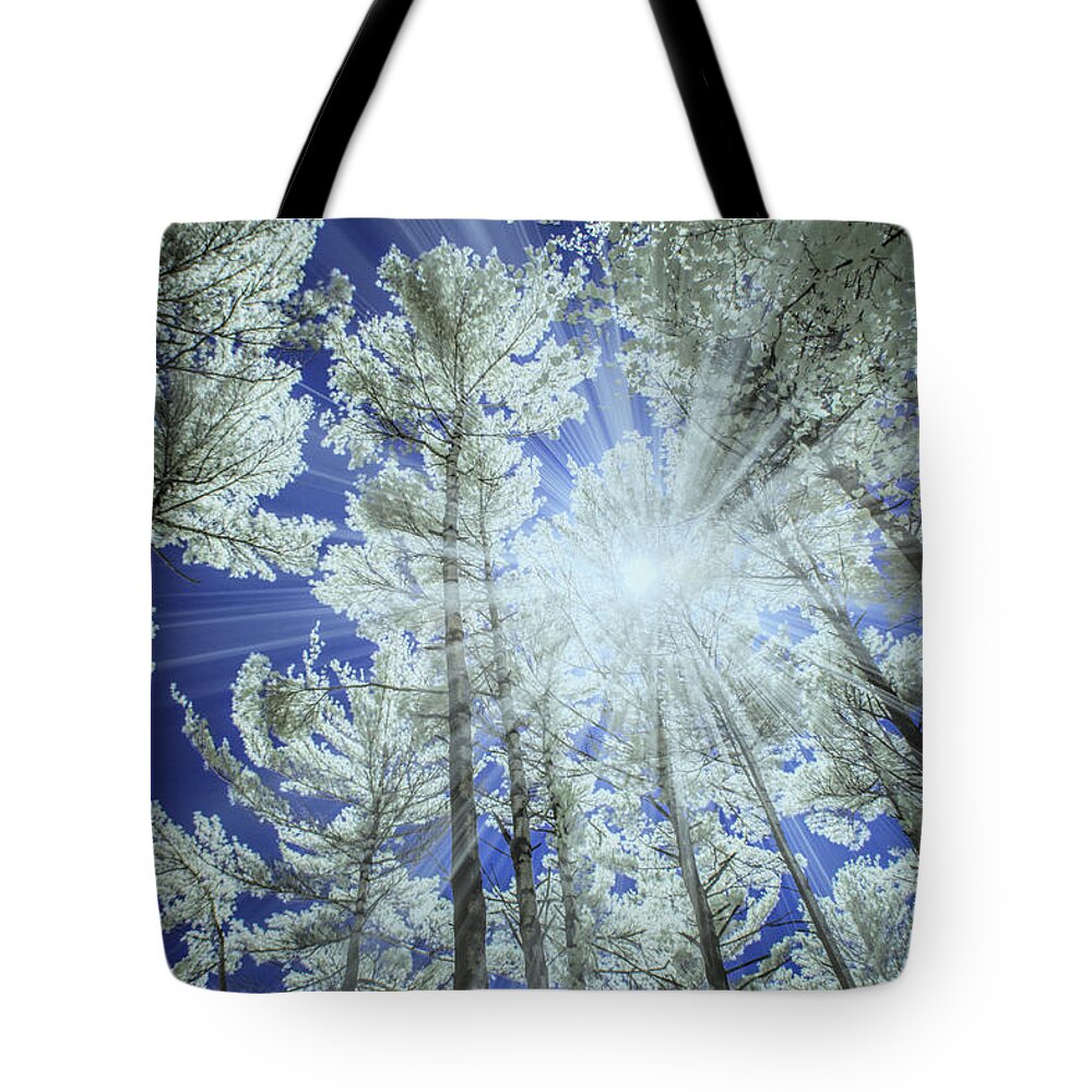 Nature Tote Bag featuring the photograph Backlit Pine Trees in Infrared by Randall Nyhof