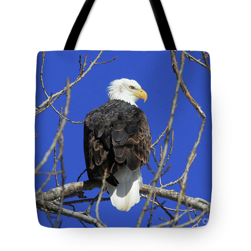 Eagle Tote Bag featuring the photograph Bald Eagle and Blue Sky by Paula Guttilla