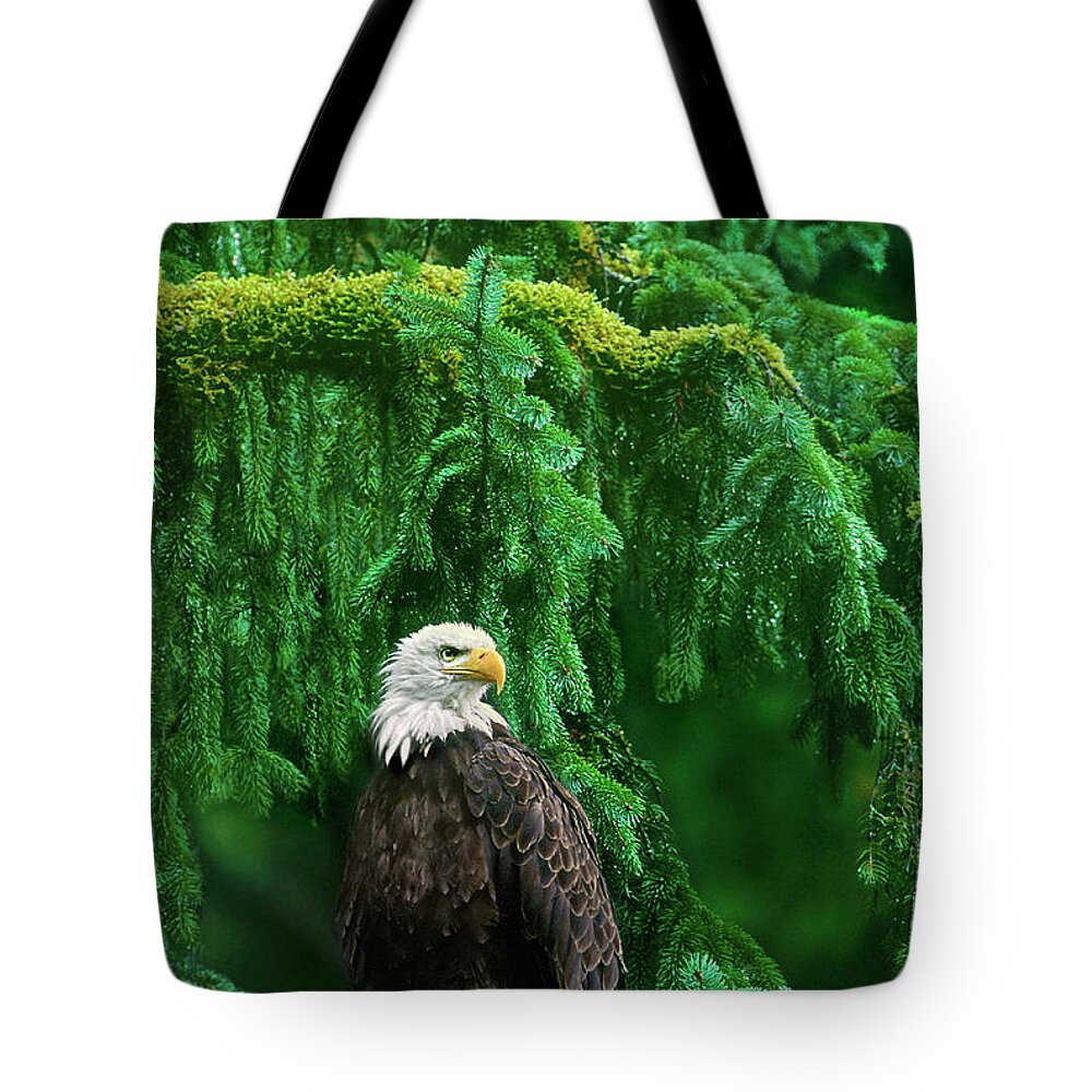 Dave Welling Tote Bag featuring the photograph Bald Eagle In Southeast Alaska by Dave Welling