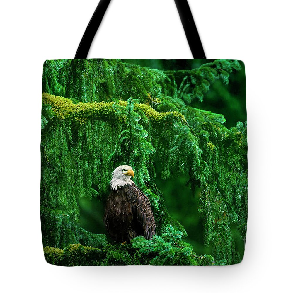 Bald Eagle Tote Bag featuring the photograph Bald Eagle in Temperate Rainforest Alaska Endangered Species by Dave Welling