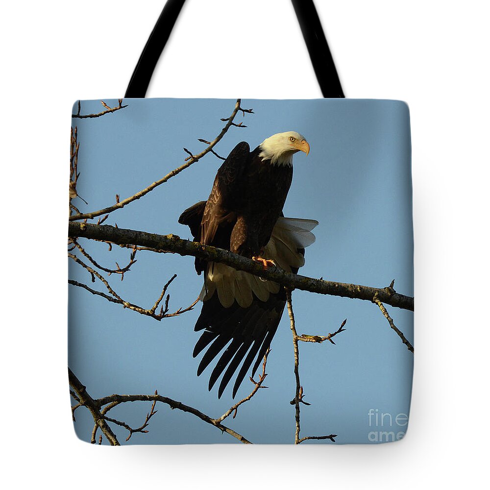 Bald Eagle Tote Bag featuring the photograph Bald Eagle Stretching by Bob Christopher