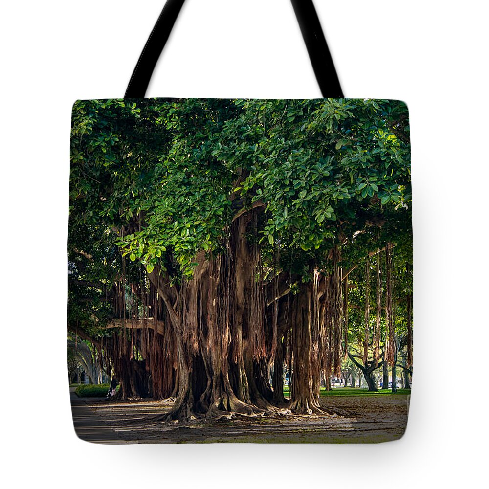 Banyan Tote Bag featuring the photograph Banyan Trees in St. Petersburg, Florida by L Bosco