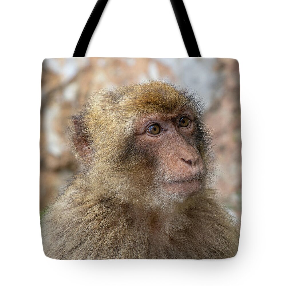 Barbary Tote Bag featuring the photograph Barbary Macaque of Gibraltar by Douglas Wielfaert