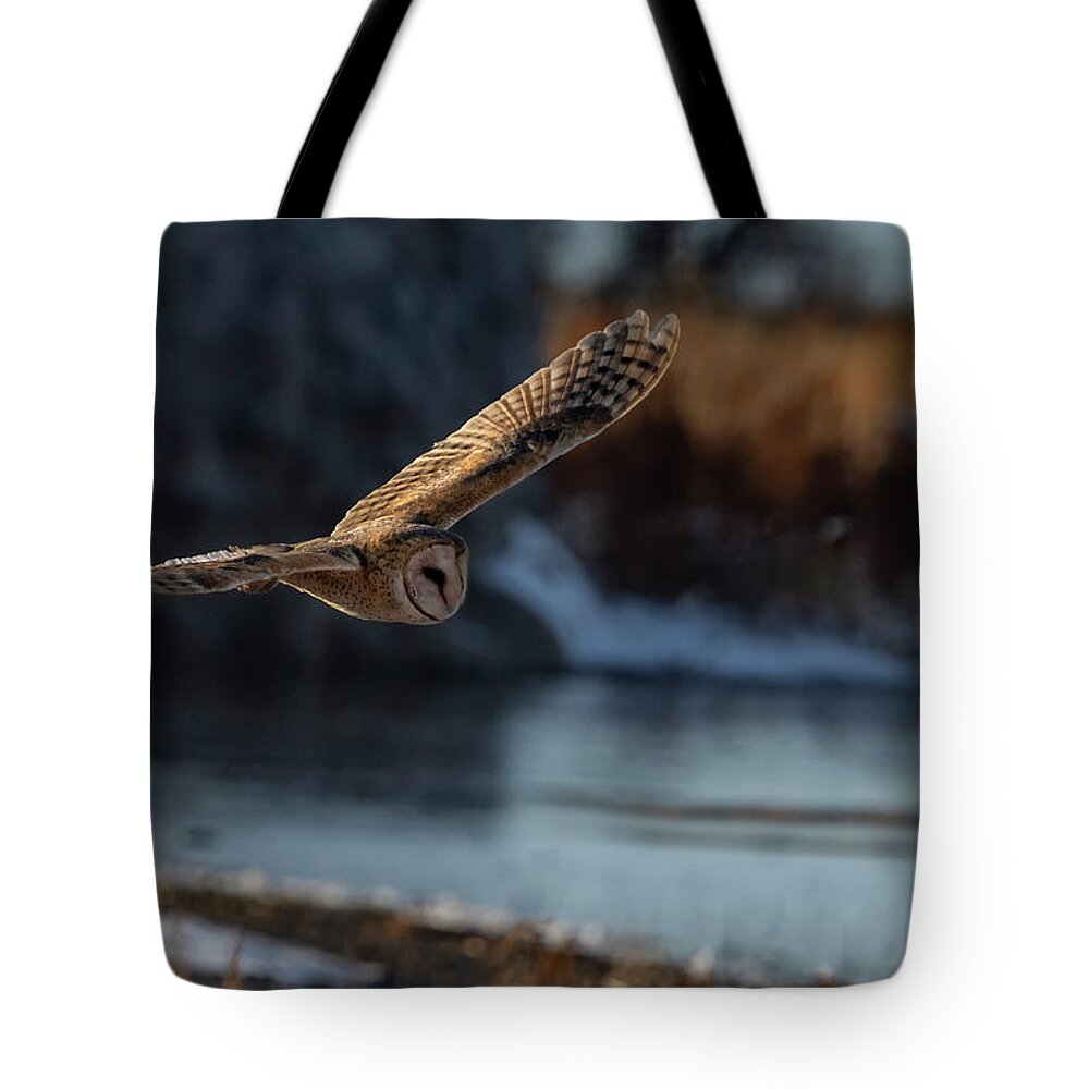Owl Tote Bag featuring the photograph Barn Owl 1 by Rick Mosher