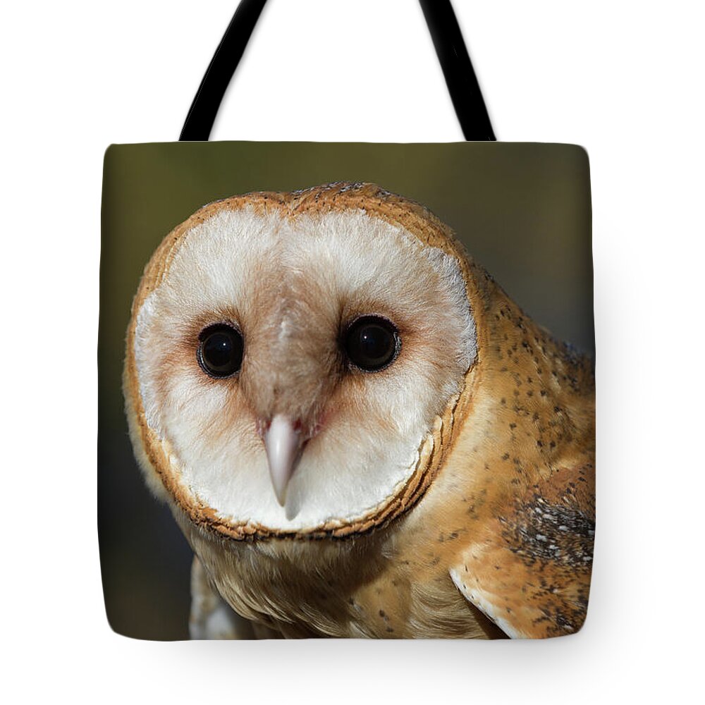 Owls Tote Bag featuring the photograph Barn Owl 4 by Chris Scroggins