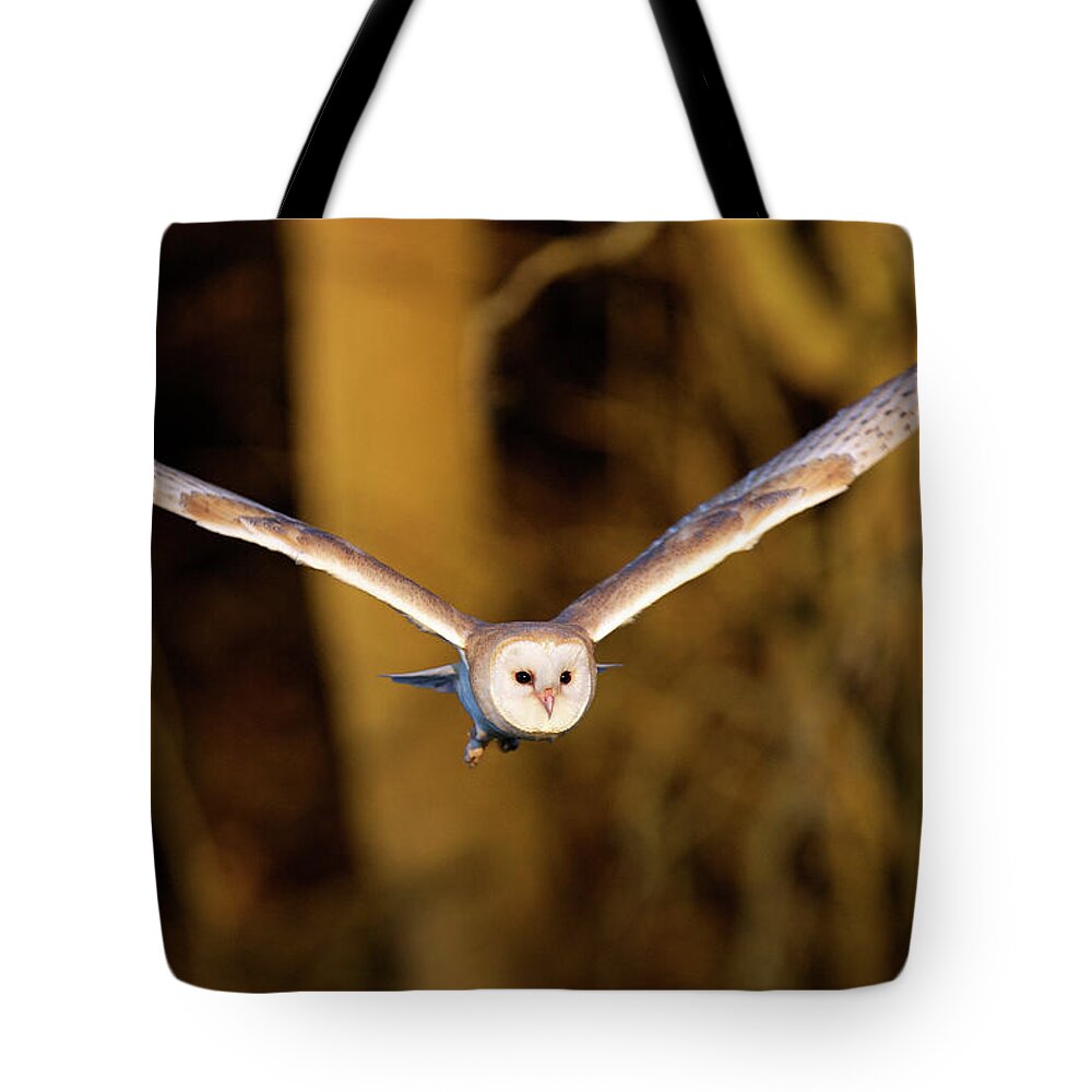 Kent Tote Bag featuring the photograph Barn Owl In Flight by Markbridger
