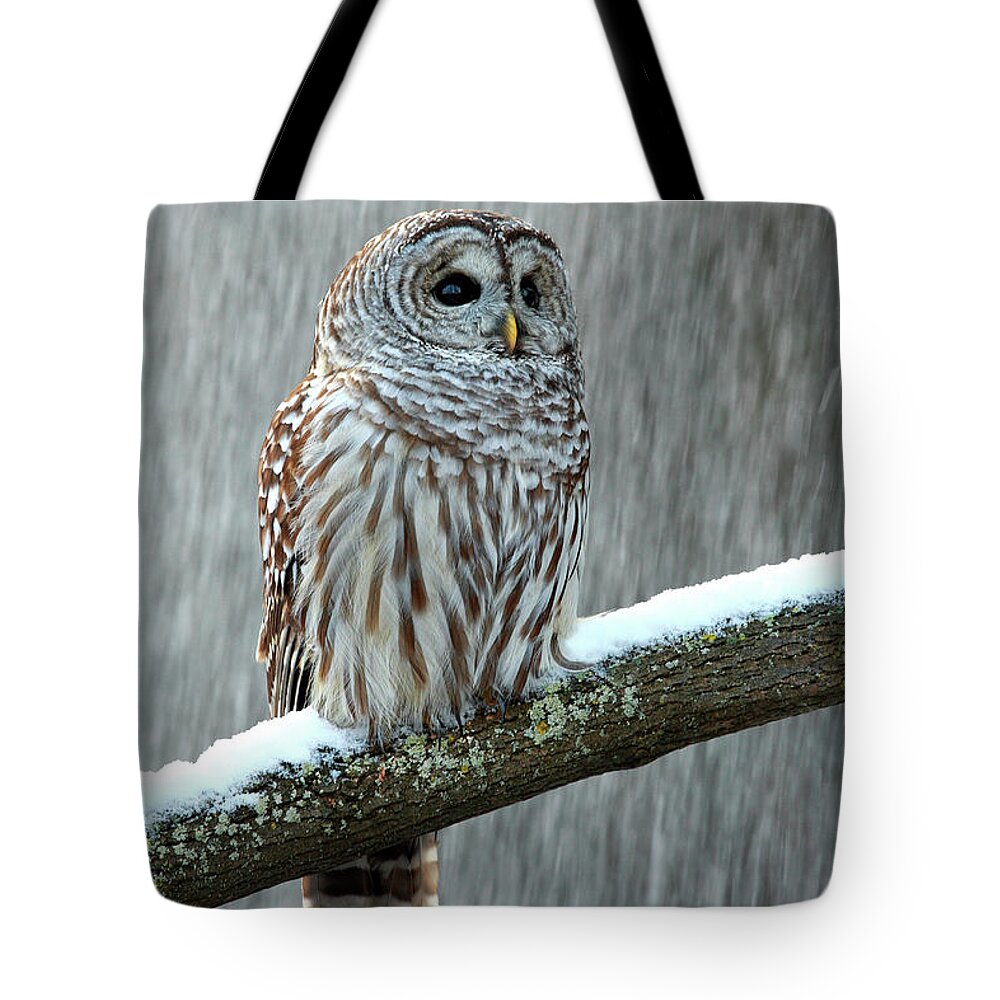 Alertness Tote Bag featuring the photograph Barred Owl In The Snow by Alex Thomson Photography
