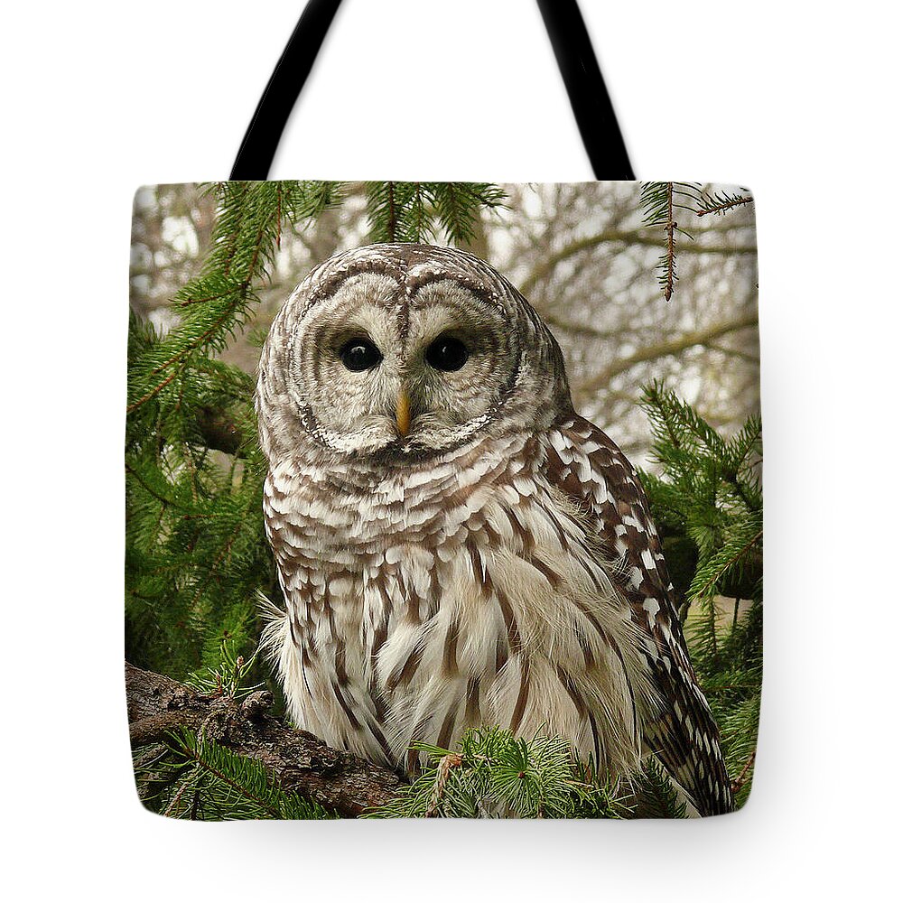 Animal Themes Tote Bag featuring the photograph Barred Owl by Karen Von Knobloch Photographerkaren