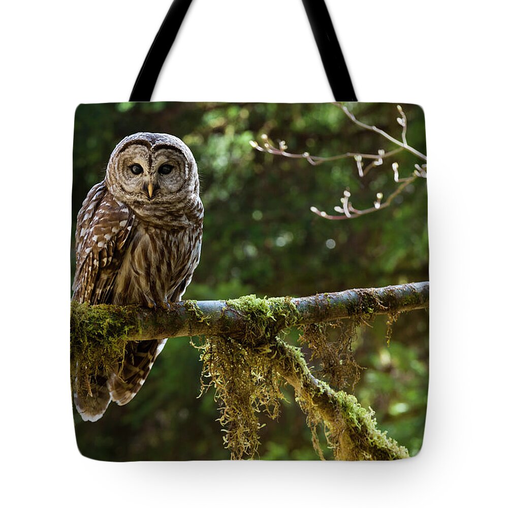 Vertebrate Tote Bag featuring the photograph Barred Owl, Olympic National Park by Mint Images - Art Wolfe