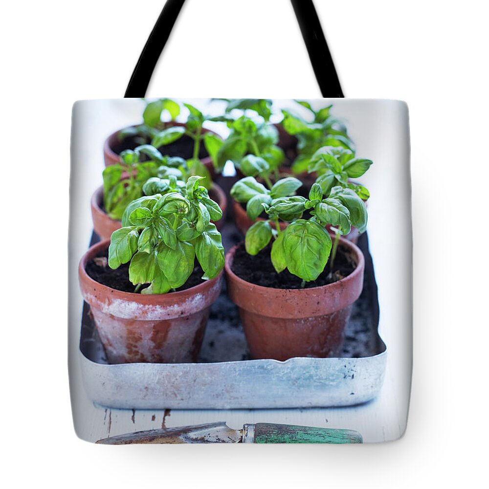 In A Row Tote Bag featuring the photograph Basil Plant Seedlings by Johner Images