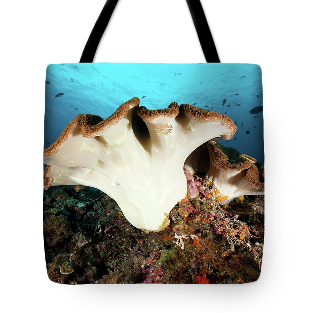 Underwater Tote Bag featuring the photograph Beautiful Leather Coral At Crystal Bay by Ifish