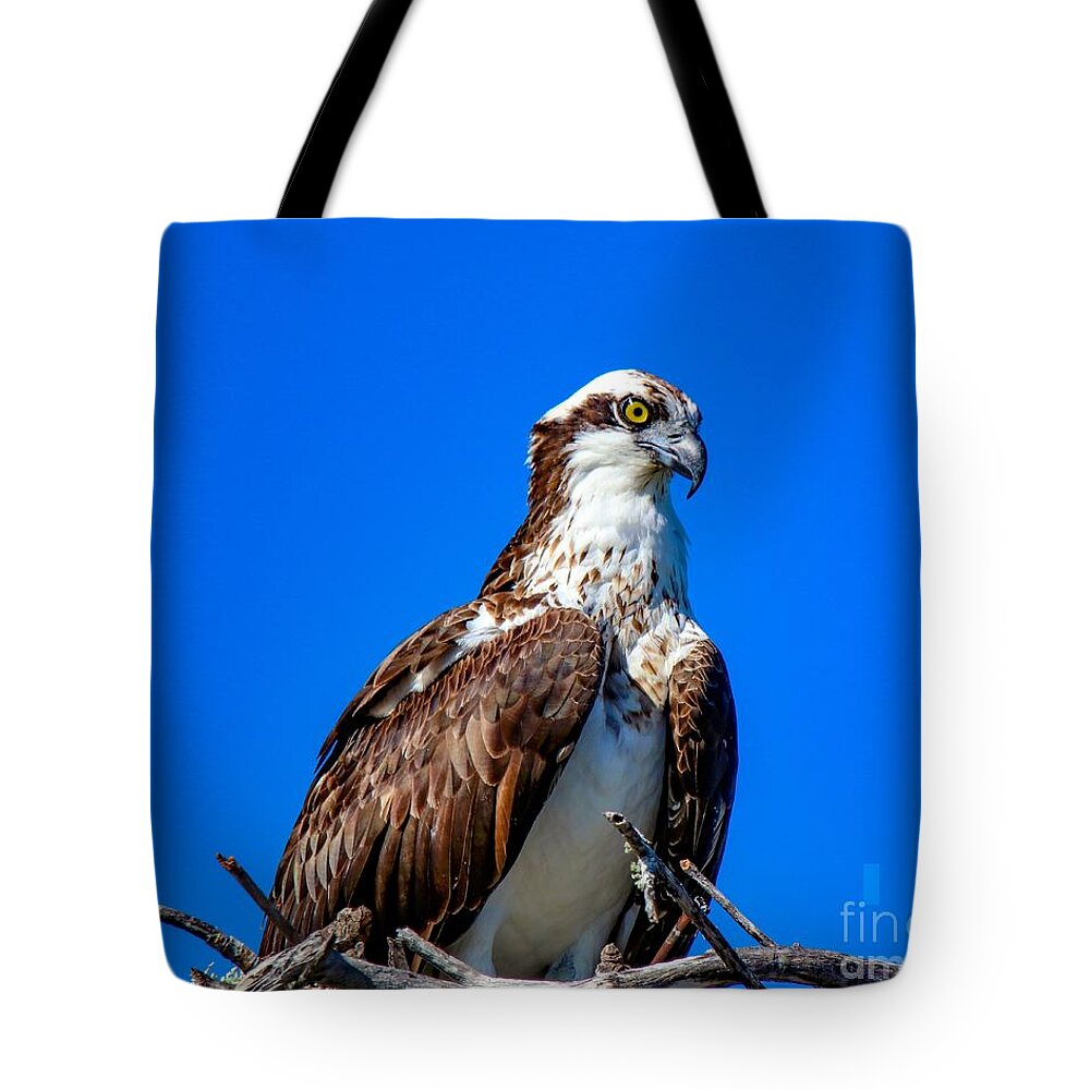 Bird Tote Bag featuring the photograph Beautiful Osprey by Susan Rydberg