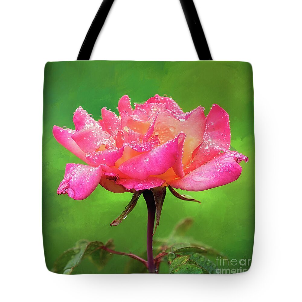 Pink Rose Tote Bag featuring the photograph Beautiful Two-Tone Rose in the Rain by Anita Pollak
