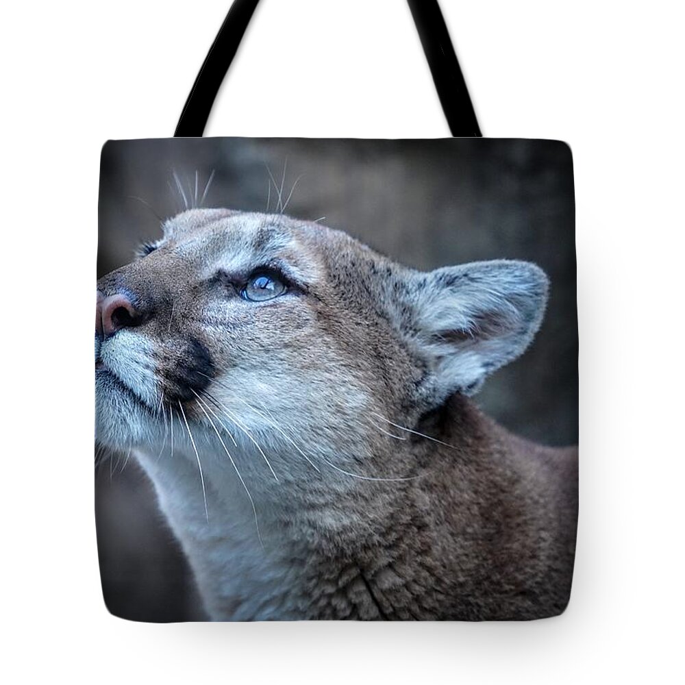Africa Tote Bag featuring the photograph Beautiful Puma by Susan Rydberg