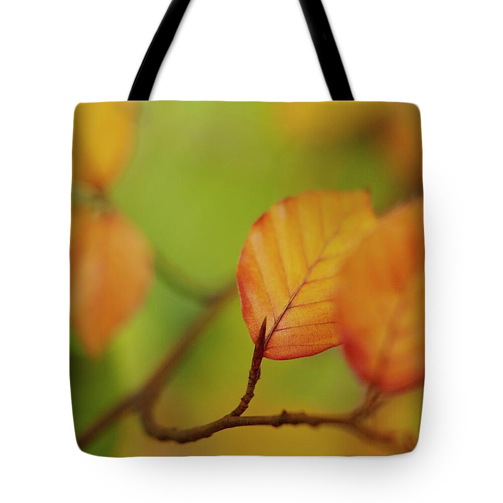 Surbiton Tote Bag featuring the photograph Beech Tree Leaves In Autumn by Adam Gault