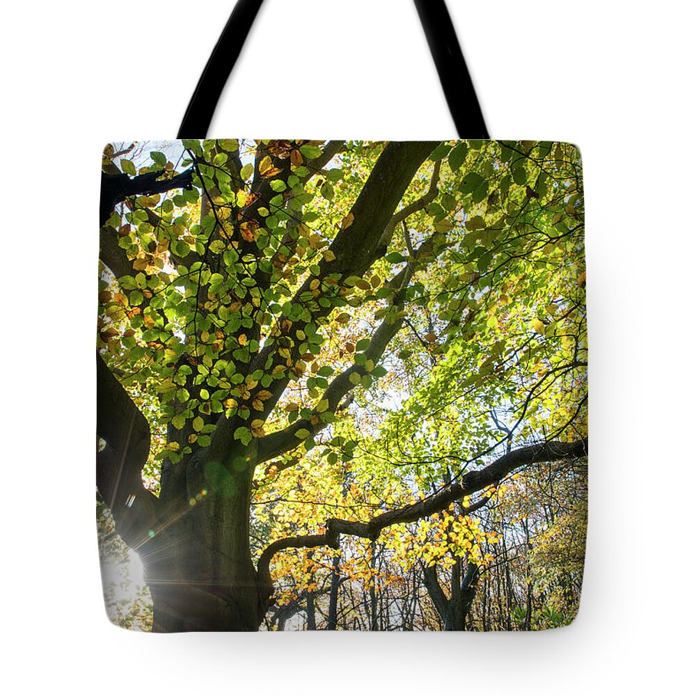 Sussex Tote Bag featuring the photograph Beech Woods In Autumn by James Warwick