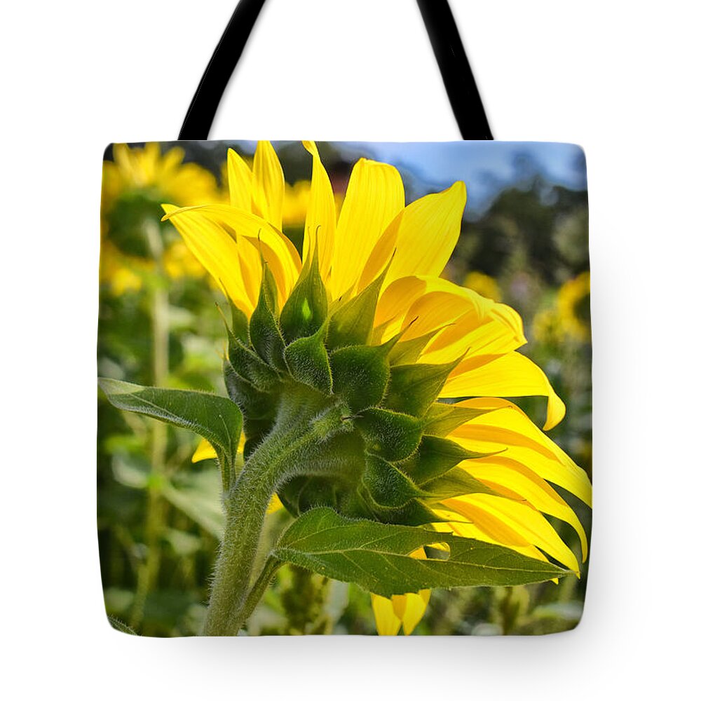 Sunflowers Tote Bag featuring the photograph Behind The Scenes by Tricia Marchlik