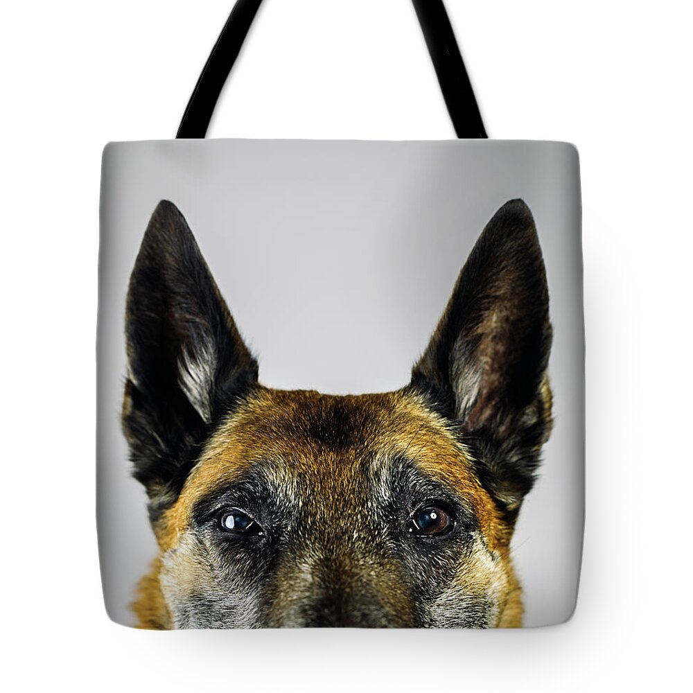 Pets Tote Bag featuring the photograph Belgian Sheperd Malinois Dog Looking At by Joan Vicent Cantó Roig