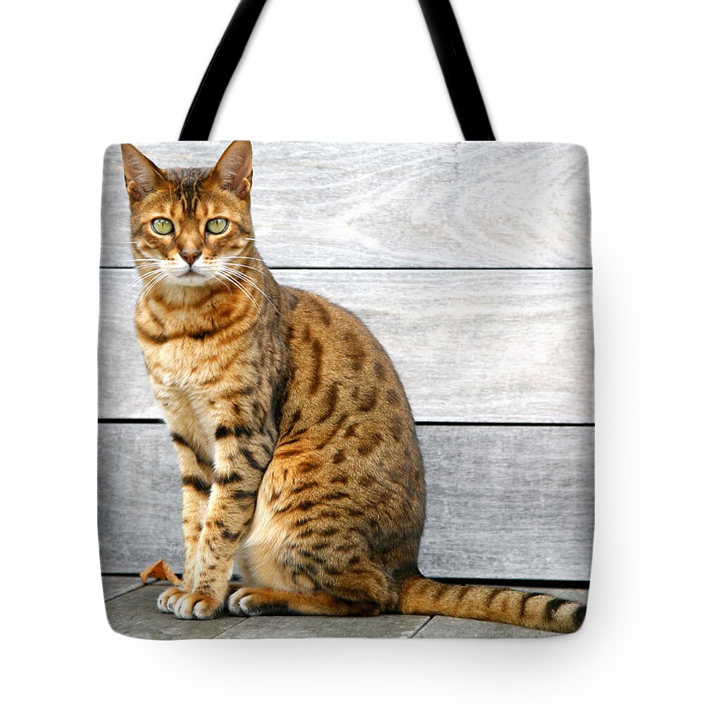 Pets Tote Bag featuring the photograph Bengal Cat Sitting On Weathered Deck by Itsabreeze Photography
