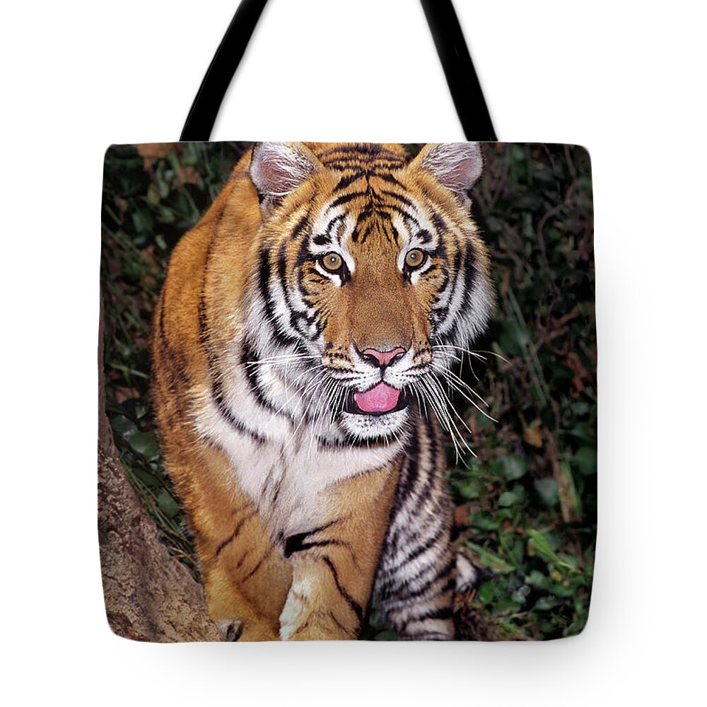 Bengal Tiger Tote Bag featuring the photograph Bengal Tiger by Tree Endangered Species Wildlife Rescue by Dave Welling