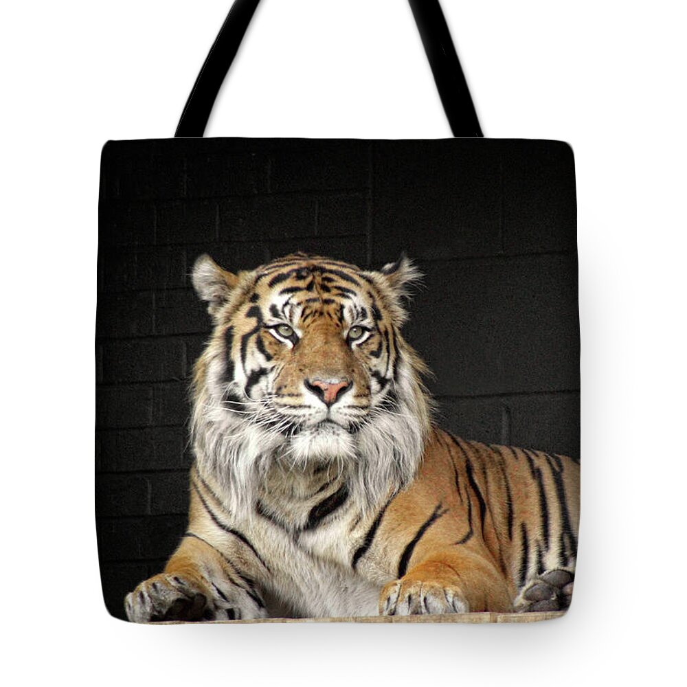 Tiger Tote Bag featuring the photograph Bengal Tiger by Doc Braham