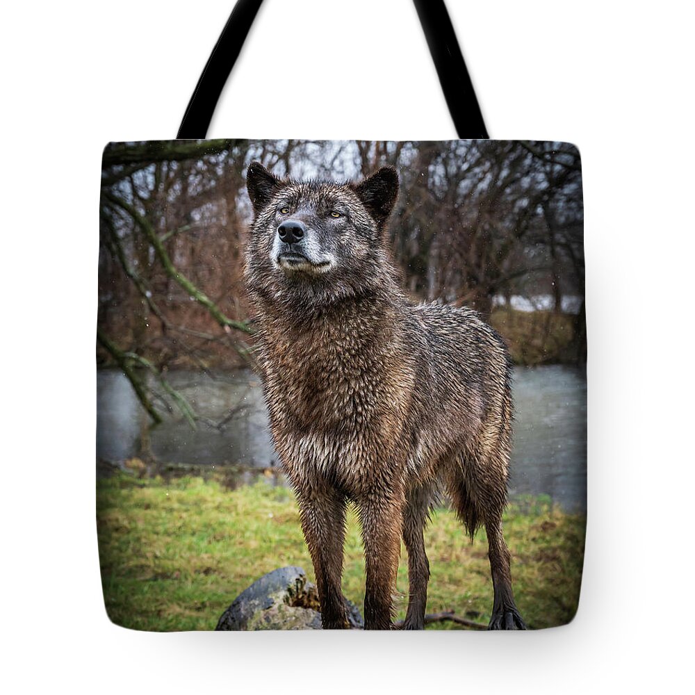 Black Wolf Wolves Tote Bag featuring the photograph Best of Show Pose by Laura Hedien