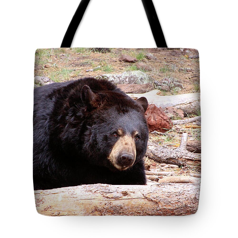 Airzona Tote Bag featuring the photograph Big Black Bear, Arizona by Dawn Richards