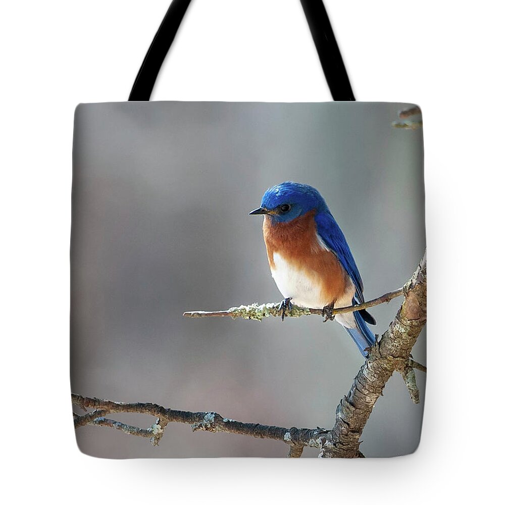 Big Meadows Tote Bag featuring the photograph Big Meadows Early Spring Bluebird by Lara Ellis
