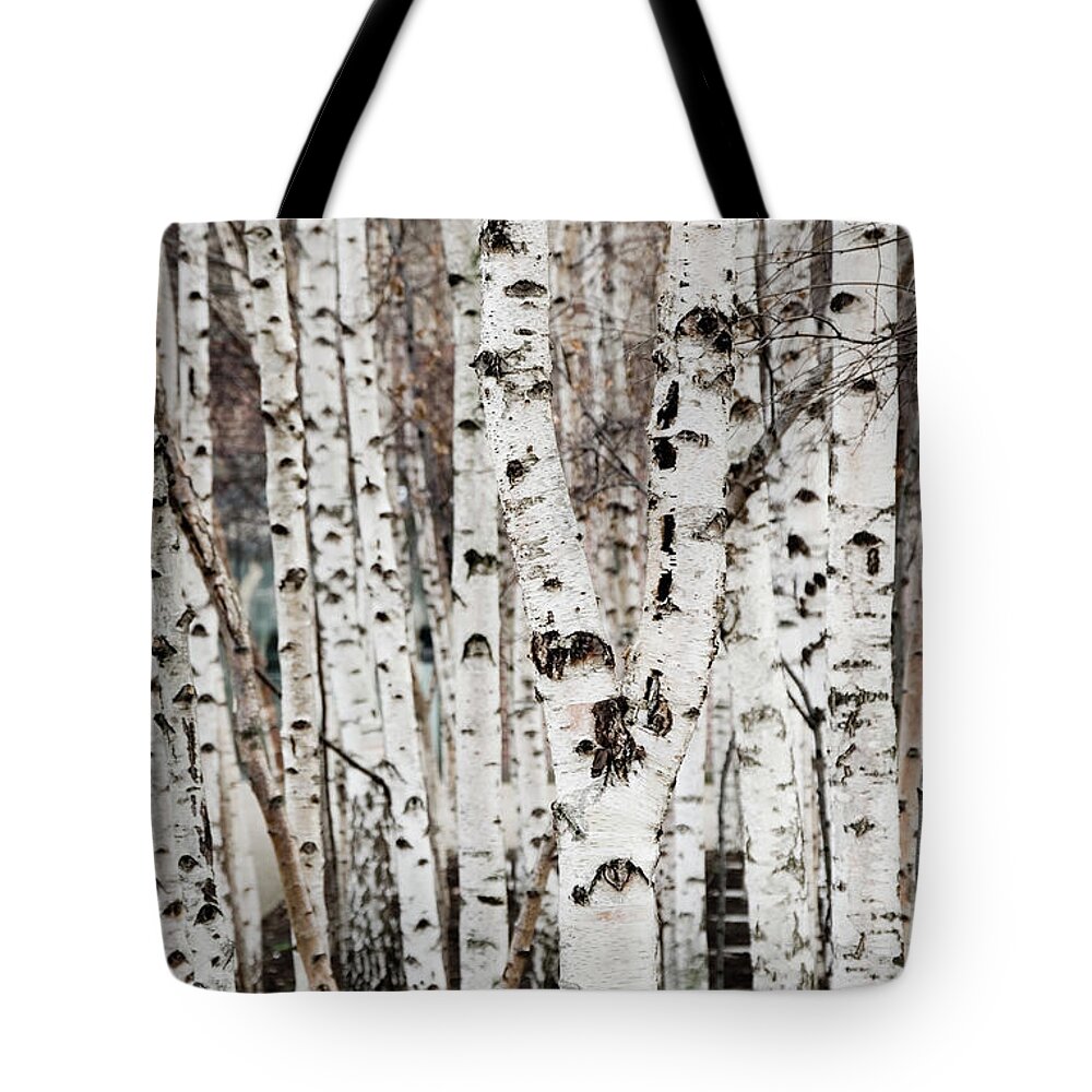 Outdoors Tote Bag featuring the photograph Birch Tree Grove Texture by Guillermo Murcia