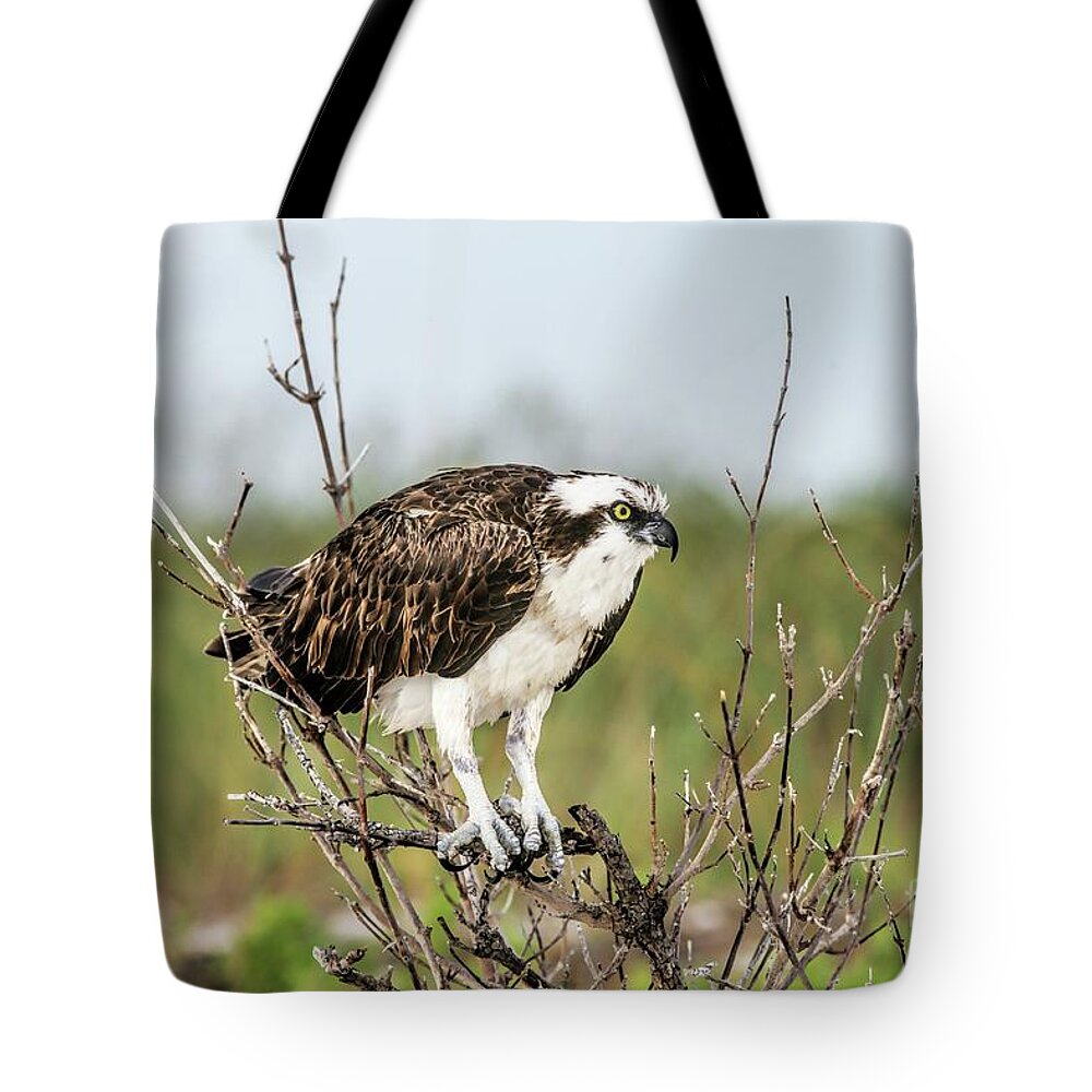 Bird Of Prey Tote Bag featuring the photograph Bird Of Prey, Osprey by Felix Lai