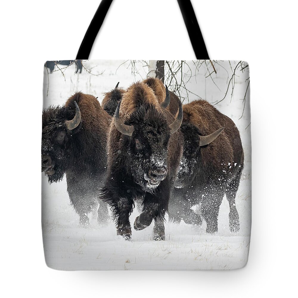 Bison Tote Bag featuring the photograph Bison Bulls Charge Through the Snow by Tony Hake