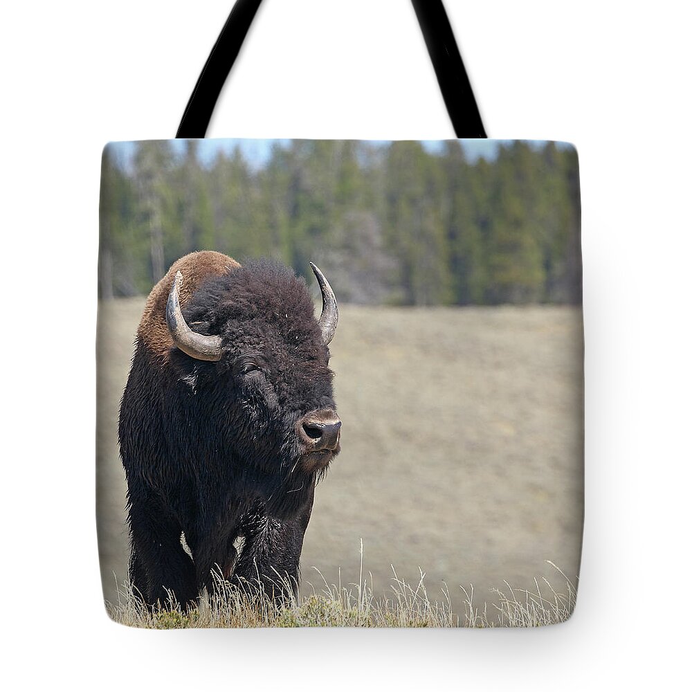 Bison Tote Bag featuring the photograph Bison in Hayden Valley by Jean Clark