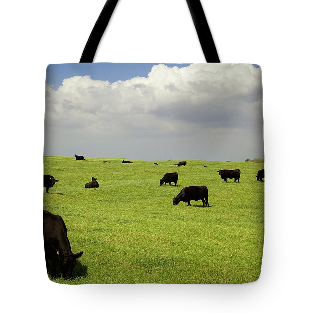 South Point Tote Bag featuring the photograph Black Angus Cows Grazing In Open Pasture by Timothy Hearsum