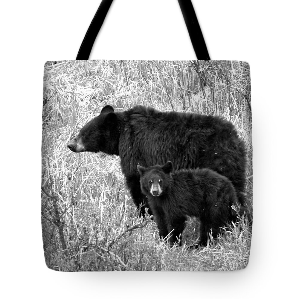 Black Bear Tote Bag featuring the photograph Black Bear Sow With Junior Black And White by Adam Jewell