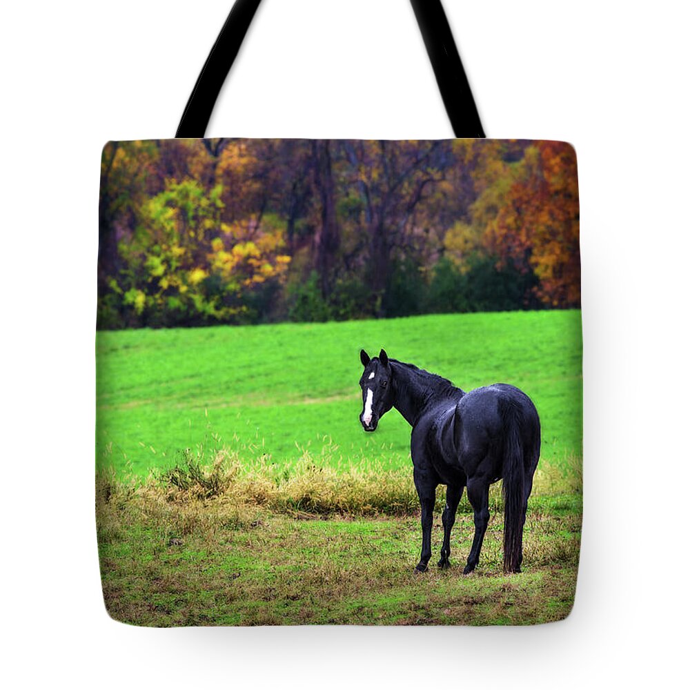 Black Horse Equine Equestrian Autumn Fall Colors Green Rainy Misty Riding Pasture Grazing Tote Bag featuring the photograph Black Beauty by Peter Herman