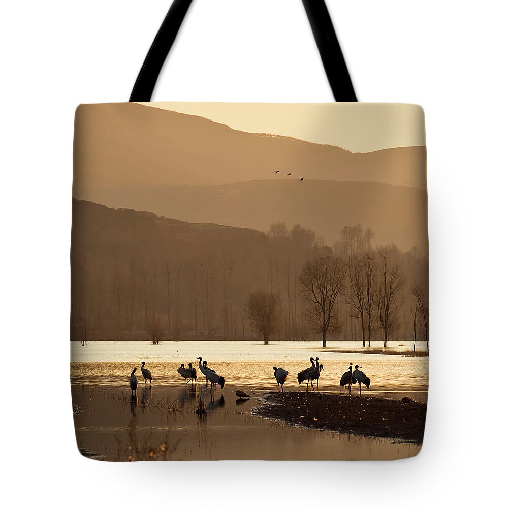 Animal Themes Tote Bag featuring the photograph Black-necked Cranes by Zhouyousifang
