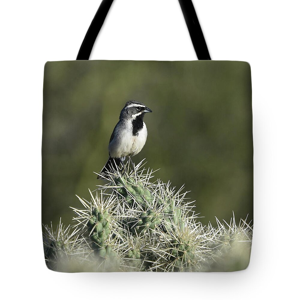 Bird Tote Bag featuring the photograph Black-throated Sparrow by Ben Foster