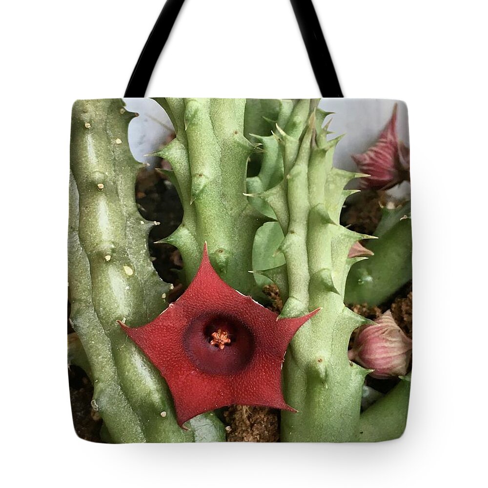 Cactus Blooming Flowers Plants Green Red Budding Flowering Tote Bag featuring the photograph Blooming Cactus by Suzanne Udell Levinger