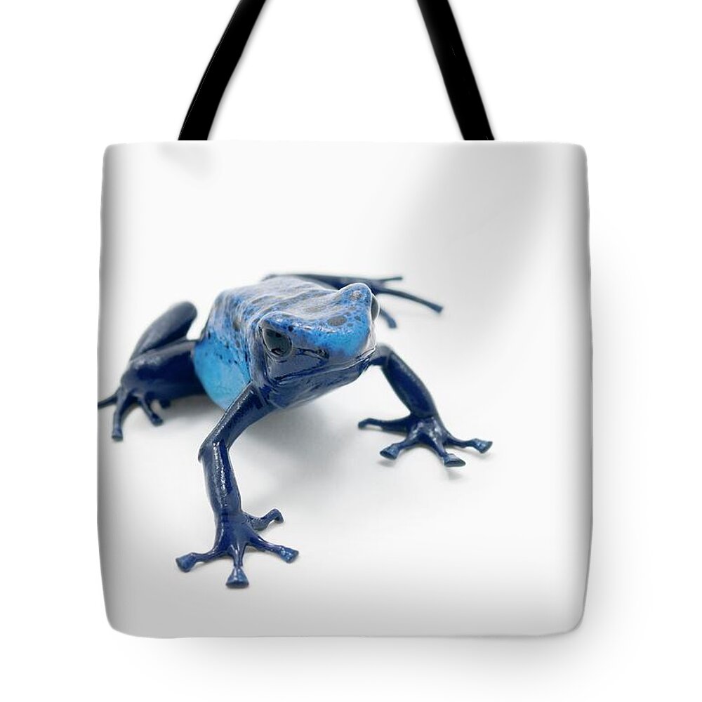 Risk Tote Bag featuring the photograph Blue Poison Dart Frog Dendrobates by Design Pics / Corey Hochachka