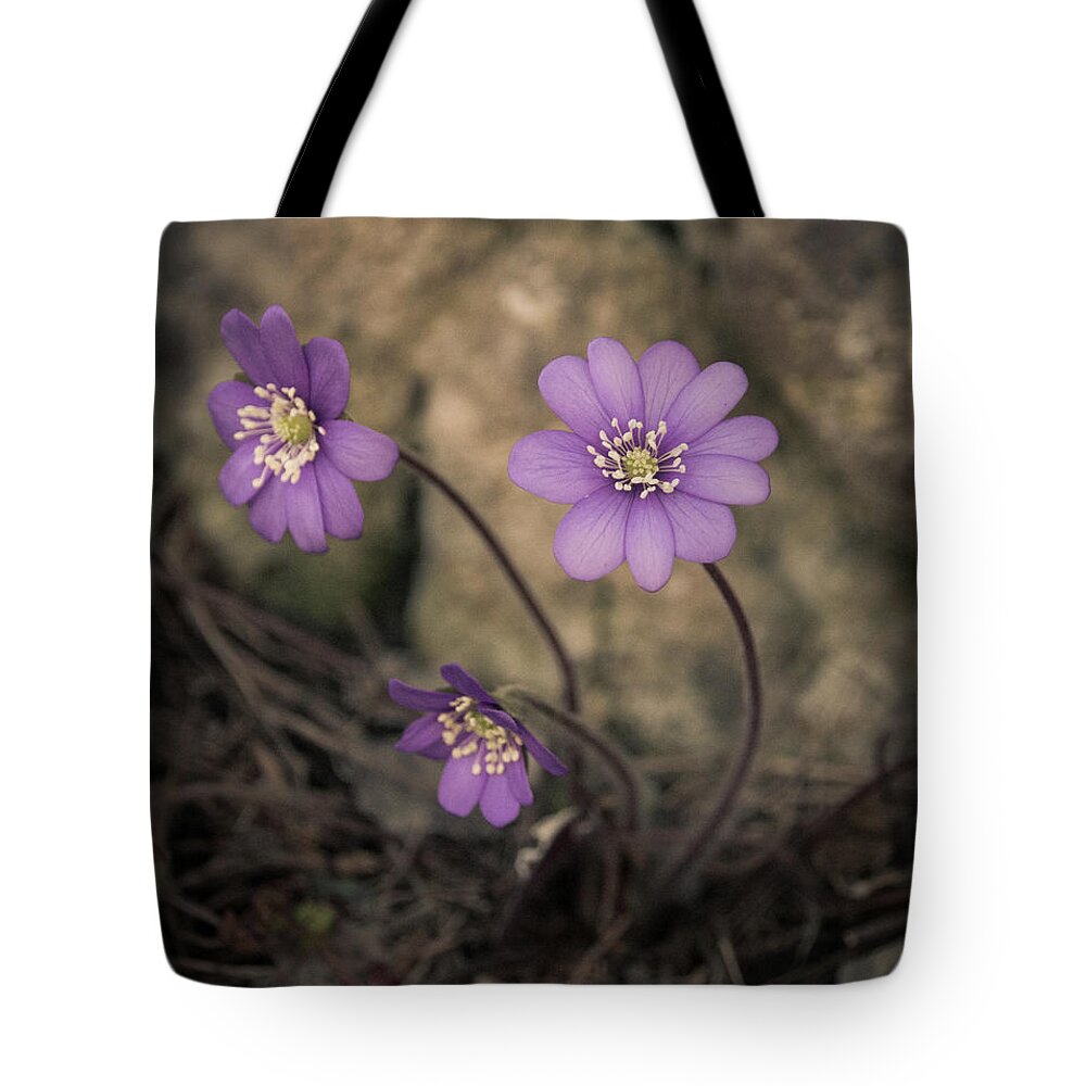 Common Tote Bag featuring the photograph Blue violet anemone flower growing in a stone wall by Amanda Mohler